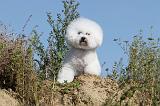 BICHON FRISE 277